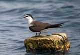 13. Bridled Tern - Onychoprion anaethetus