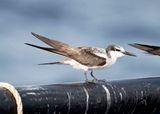 13. Bridled Tern - Onychoprion anaethetus