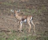 2. Arabian Gazelle (or Mountain Gazelle) - Gazella gazella