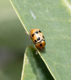 1. Cryptocephalus chikatunovi (Lopatin, 2008)
