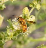 20. Euodynerus setosus rubicundus (Gusenleitner, 1994)