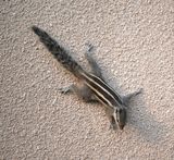 3. Funambulus pennantii (Wroughton, 1905) - Five-striped Palm Squirrel