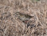10. Meadow Pipit - Anthus pratensis