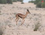 2. Arabian Gazelle (or Mountain Gazelle) - Gazella gazella