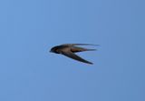 2. Common Swift - Apus apus pekinensis