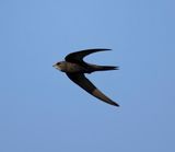 2. Common Swift - Apus apus pekinensis