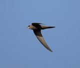 1. Pallid Swift - Apus pallidus