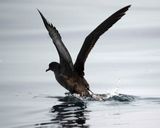 2. Sooty Shearwater - Puffinus griseus