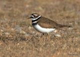 Killdeer, Oklahoma Co, OK, 10-31-2022a_0321.jpg