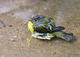 Nashville Warbler, Rogers Co yard, OK, 9-10-2022a_9901.jpg