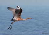 Reddish Egret, dark morph, Oklahoma Co, OK, 10-31-2022a_0473.jpg