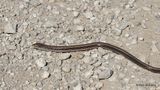 Slender Glass Lizard, Osage Co, OK, 11-2-2022a_0627.jpg