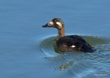 White-winged Scoter female, Kay Co, OK, 11-28-2022a_2860.jpg