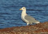 Herring Gull adult, Oklahoma Co, OK, 12-30-2022a_0L0A4302.jpg