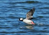 Bufflehead male, Kay Co, OK, 1-5-2023a2_5789.jpg