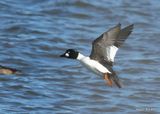 Common Goldeneye male, Pawnee Co, OK, 1-5-2023a2_6057.jpg