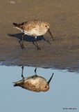 Dunlin, S. Padre Island, TX, 4_13_2023a_0L0A9193.jpg