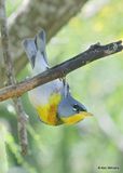 Northern Parula male, S. Padre Island, TX, 4_12_2023a_0L0A8151.jpg