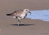 Black-bellied Plover, S. Padre Island, TX, 4_12_2023a_0L0A7421.jpg