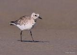 Black-bellied Plover, S. Padre Island, TX, 4_12_2023a_0L0A7431.jpg