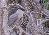 Black-crowned Nght Heron, Estero Llano Grande SP, TX 4_6_2023a_0L0A1914.jpg