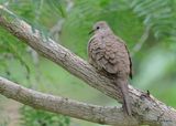 Inca Dove, S. Padre Island, TX, 4_9_2023a_0L0A3534.jpg