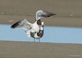 Laughing Gull breeding pair, S. Padre Island, TX, 4_13_2023a_0L0A9582.jpg