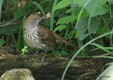 Long-billed Thrasher, S. Padre Island, TX, 4_10_2023a_0L0A5647.jpg