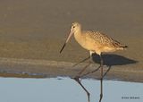 Marbled Godwit, S. Padre Island, TX, 4_13_2023a_0L0A8977.jpg