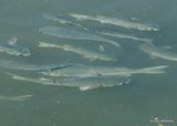 Mullet, S. Padre Island, TX, 4_12_2023a_0L0A8540.jpg