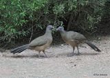 Plain Chachalaca Edinburg Scenic Wetlands, TX, 4_6_2023a_0L0A1793.jpg