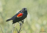 Red-winged Blackbird male, S. Padre Island, TX, 4_12_2023a_0L0A7591.jpg