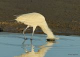 Reddish Egret, white morph, S. Padre Island, TX, 4_13_2023a_0L0A8795.jpg
