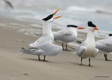 Royal Tern, Surfside Beach, TX, 4_14_2023a_0L0A1739.jpg