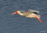 White Ibis, Port Aransas, TX, 4_14_2023a_0L0A1603.jpg