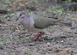 White-tipped Dove, Santa Ana NWR, TX, 4_7_2023a.0L0A2460.jpg
