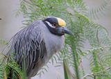 Yellow-crowned Night Heron, Estero Llano Grande SP, TX 4_6_2023a.0L0A1854.jpg