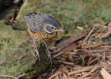 American Robin fledgling, Rogers Co yard, OK, 5-11-2023_5366D.jpg