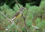 Great Crested Flycatcher, Rogers Co yard, OK, 5-11-2023_5328Dz.jpg