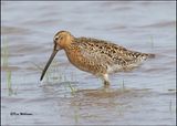 Short-billed Dowitcher, Wagoner Co, OK, 5-20-2023_6381Dz.jpg
