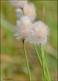 Cotton Grass, Big Bog Boardwalk, MN 5-28_2023._0L0A9134Dze.jpg
