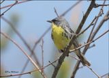 Kirtlands Warbler, Greyling, MI, 5-25_2023.0L0A8454Dz.jpg