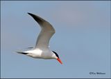 Caspian Tern, Cherokee Co, OK, 4-29-2023_0L0A4408Dz.jpg