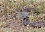 Chipping Sparrow, Cherokee Co, OK, 4-29-2023_0L0A3418Dz.jpg