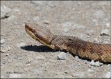Northern Cottonmouth, Wagoner Co, OK, 4-29-2023_0L0A4969Dz.jpg