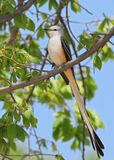 Scissor-tailed Flycatcher, Tenkiller Lake, Sequoyah Co, OK, 4-17-2023a_  0L0A3283.jpg
