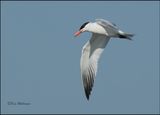 Caspian Tern - breeding plumage, Wagoner Co, OK, 7-23-2023_0L0A0523Dz.jpg