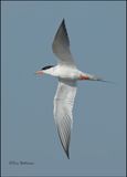 Forsters Tern, Wagoner Co, OK, 7-23-2023_0L0A0483Dz.jpg