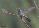 Broad-billed Hummingbird male, Ash Canyon, AZ, 9-1-2023_9285Dz.jpg