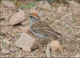 Chipping Sparrow, Ash Canyon, AZ, 9-1-2023_9666Dz.jpg